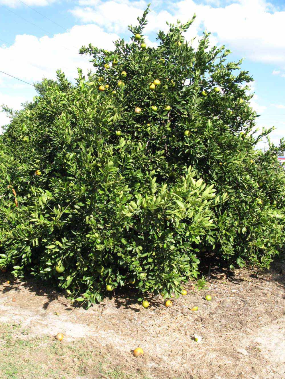              Habit (Winter Haven, FL)       